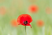 Buff-tailed Bumblebee (Bombus terrestris) pollinator on poppy (Papaver rhoeas) flower, France