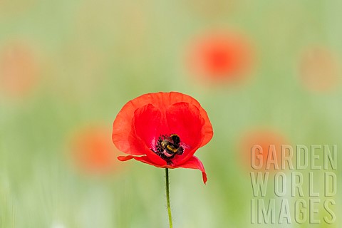 Bufftailed_Bumblebee_Bombus_terrestris_pollinator_on_poppy_Papaver_rhoeas_flower_France