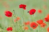 Buff-tailed Bumblebee (Bombus terrestris) pollinator on poppy (Papaver rhoeas) flower, France