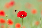 Buff-tailed Bumblebee (Bombus terrestris) pollinator on poppy (Papaver rhoeas) flower, France