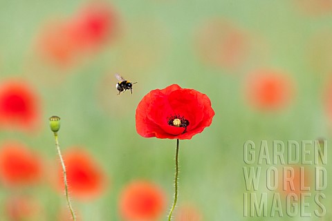 Bufftailed_Bumblebee_Bombus_terrestris_pollinator_on_poppy_Papaver_rhoeas_flower_France