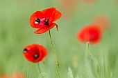 Buff-tailed Bumblebee (Bombus terrestris) pollinator on poppy (Papaver rhoeas) flower, France