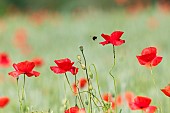 Buff-tailed Bumblebee (Bombus terrestris) pollinator on poppy (Papaver rhoeas) flower, France