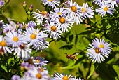 European hornet (Vespa crabro) in hunting flight among garden flowers, Bouxières aux dames, Lorraine, France