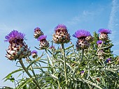 Globe Artichoke Imperial Star, Cynara scolymus Imperial Star, flowers