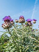 Globe Artichoke Imperial Star, Cynara scolymus Imperial Star, flowers