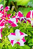 Petunia (Petunia x hybrida grandiflora), Petunia HD Rose Star, flowers