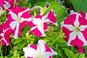 Petunia (Petunia x hybrida grandiflora), Petunia HD Rose Star, flowers