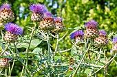 Globe Artichoke Imperial Star, Cynara scolymus Imperial Star, flowers