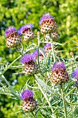 Globe Artichoke Imperial Star, Cynara scolymus Imperial Star, flowers