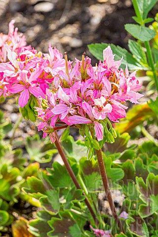 Horseshoe_pelargonium_Pelargonium_zonale_Quantum_Light_Pink_flowers