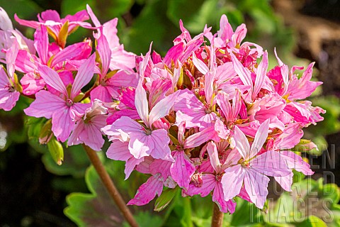 Horseshoe_pelargonium_Pelargonium_zonale_Quantum_Light_Pink_flowers