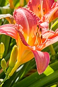 Daylily, Hemerocallis Art Festival, flower