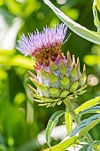 Globe Artichoke Imperial Star, Cynara scolymus Imperial Star, flower