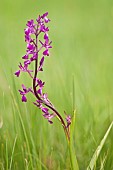 Loose flowered Orchid (Anacamptis laxiflora) growing in the meadow, Liguria, Italy
