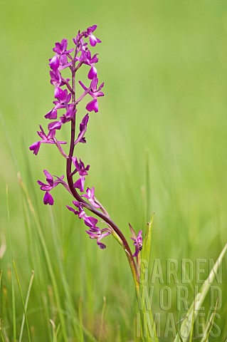 Loose_flowered_Orchid_Anacamptis_laxiflora_growing_in_the_meadow_Liguria_Italy