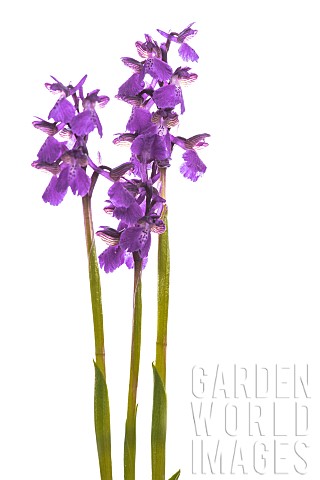 Greenwinged_orchid_Anacamptis_morio_on_the_white_background_Piedmont_Italy