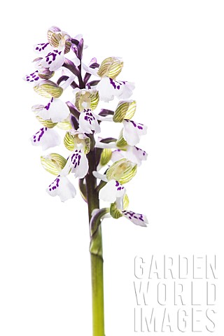 Greenwinged_orchid_Anacamptis_morio_var_albiflora_against_a_white_background_Piedmont_Italy