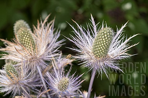 Alpine_sea_holly_or_queen_of_the_Alps_Eryngium_alpinum_inflorescence_particular_Trentino_Italy