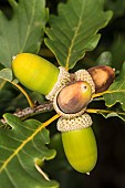 Foliage and acorns of an Oak (Quercus sp), Piedmont, Italy