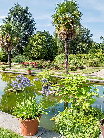 Agapanthus_Blue_Giant_Water_Garden_Ecole_du_Breuil_Paris_France