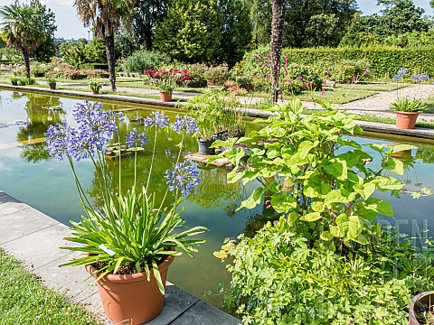 Agapanthus_Blue_Giant_Water_Garden_Ecole_du_Breuil_Paris_France