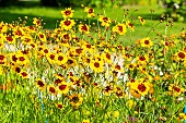 Golden Tickseed Disque dOr, Coreopsis tinctoria Disque dOr, flowers