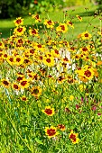 Golden Tickseed Disque dOr, Coreopsis tinctoria Disque dOr, flowers