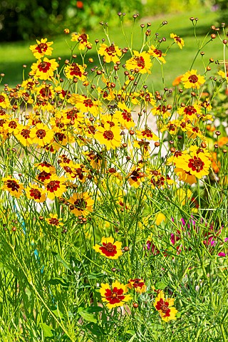 Golden_Tickseed_Disque_dOr_Coreopsis_tinctoria_Disque_dOr_flowers