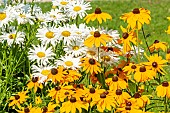 Shasta Daisy Crazy Daisy, Leucanthemum superbum Crazy Daisy and Black-eyed Susan Marmelade, Rudbeckia hirta Marmelade, flowers