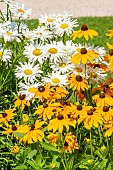 Shasta Daisy Crazy Daisy, Leucanthemum superbum Crazy Daisy and Black-eyed Susan Marmelade, Rudbeckia hirta Marmelade, flowers