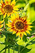 Common Sunflower Ring of Fire, Helianthus annuus Ring of Fire, flowers