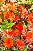 Impatiens hawkeri New Guinea Timor Orange, Divine Lipstick New Guinea Impatiens, flowers