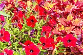 Petunia Tidal Wave Purple, Petunia hedgiflora Tidal Wave Purple, flowers