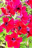 Petunia Tidal Wave Purple, Petunia hedgiflora Tidal Wave Purple, flowers