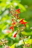 Scarlet Sage, Salvia Coccinea Grand Sage, flowers
