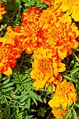 French Marigold, Dwarf Crested French Marigold, Tagetes patula Bonanza Bolero, flowers