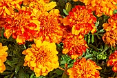 French Marigold, Dwarf Crested French Marigold, Tagetes patula Bonanza Bolero, flowers