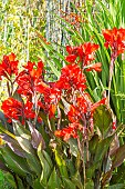 Canna Cannova Bronze Scarlet F1, Canna generalis Cannova Bronze Scarlet F1, flowers
