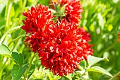 Blanket Flower ?Red Plume?, Gaillardia pulchella ?Red Plume?, flowers
