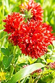 Blanket Flower ?Red Plume?, Gaillardia pulchella ?Red Plume?, flowers