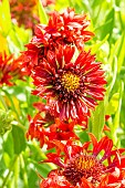 Blanket Flower ?Red Plume?, Gaillardia pulchella ?Red Plume?, flowers