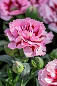 Dianthus caryophyllus Teneriffa