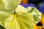 Garden pansy (Viola × wittrockiana)