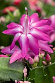 Christmas cactus (Schlumbergera sp.) flower