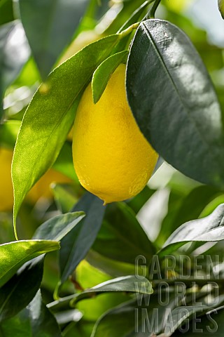 Limequat_Citrus__floridana