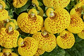 Lady?s Purse (Calceolaria x herbeohybrida)