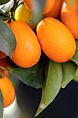 Kumquat (Fortunella margarita)