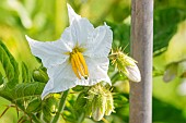 Sticky Nightshade, Solanum sisymbrifolium, flower