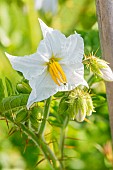 Sticky Nightshade, Solanum sisymbrifolium, flower